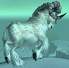 Arctic Ram