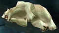 Hozzer.jpg