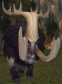 Island Shoveltusk.jpg