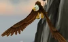 Fjord Hawk Matriarch