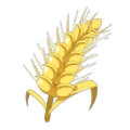 Rye