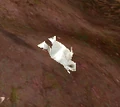 Sparkling Hare.jpg