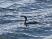 Cormorant