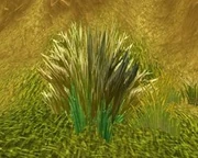 Telaari Frond.jpg