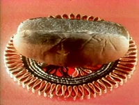 Hotdogbun