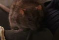 Scabbers.JPG