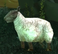 Ewe
