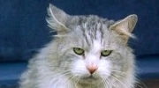 Nadia Cat m.jpg