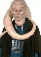 Bibfortuna