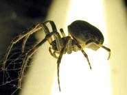 Ma spider1 tsan