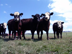 2007-08-20-Cattle