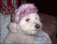 Chipperresized