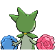 Roselia espalda G4 hembra