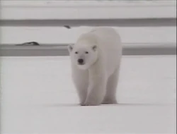 Song.Polarbear