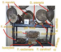 VariousNests