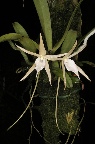 Angraecum Elephantinum