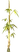 Holy Bamboo.png
