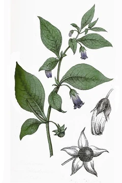 Atropa belladona L ag1