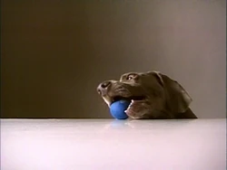 Fay.1ball