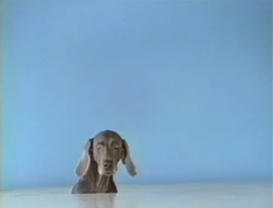 FayRay.head