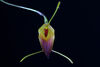 Trisetella strumosa