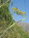 Foeniculum vulgare 06