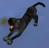 Black Cat
