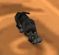 Cat.jpg