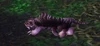 Elder Nightsaber