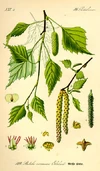 Thome Betula pendula