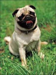 Pug 3.jpg