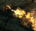Frenzied fire ants.jpg