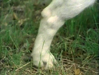 Closer.Dog