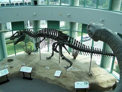Acrocanthosaurus