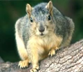 Fox squirrel.jpg