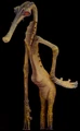 Glymphid
