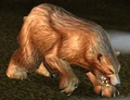 Grizzly Bear.jpg