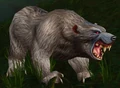 Gray Bear.jpg