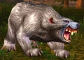 Elder Gray Bear.jpg