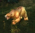 Ferocious Grizzled Bear.jpg