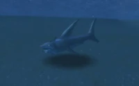 Sand Shark