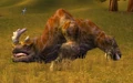 Kodo Matriarch.jpg