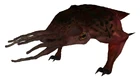 Bullsquid beta