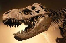 T-rex skull
