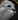 Seal portrait