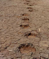 Sauropod tracks