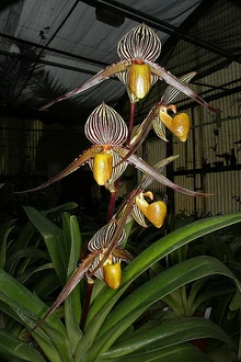 Paph. Saint Swithin