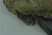 Auriculatus cusp.jpeg (3 KB)