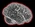 TheBrain