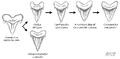 Carcharocles megalodon lineage.gif